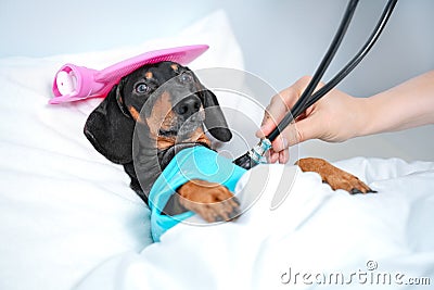 Dachshund dog, black and tan, sleeping in bed with high fever temperature, ice bag on head, covered by a blanket, vet auditions a Stock Photo