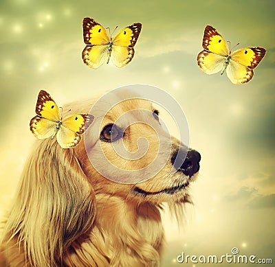 Dachshund dog with butterflies Stock Photo