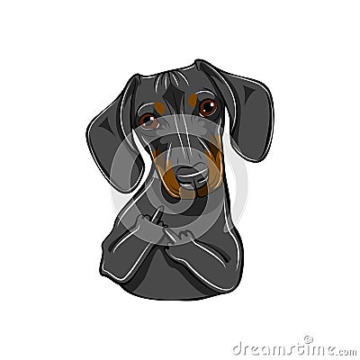 Dachshund dog. Middle finger gesture. Dog portrait. Vector. Vector Illustration