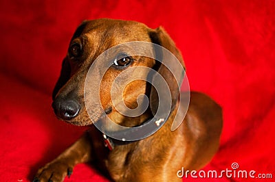 Dachshund dog-this one of his best poses Stock Photo