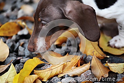 Dachshund dog portrait autumn leaf stone road background Stock Photo