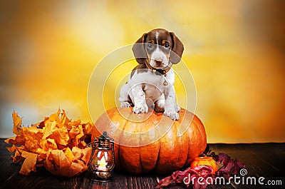 dachshund dog puppy cute halloween photo autumn theme Stock Photo