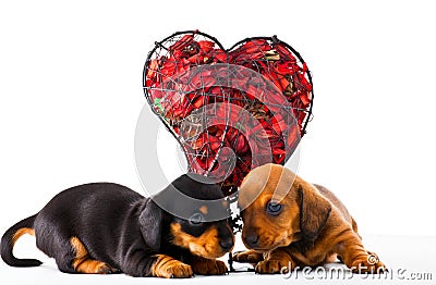 Dachshund Dog puppy Red Heart Studio Stock Photo