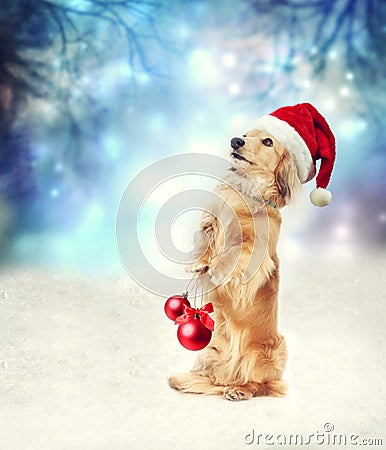Dachshund dog with Santa hat holding Christmas baubles Stock Photo