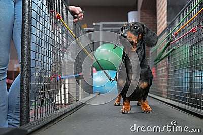 Dachshund dog walking on treadmill to get them of healthy indoor exercise in the fitness club Stock Photo