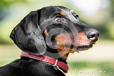 A dachshund face portrait looking to the side Stock Photo