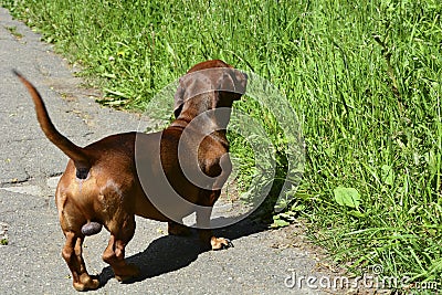 Dachshund. Funny brown dachshund dog walks in the park outdoors. Walking purebred dogs in summer on a sunny day Stock Photo