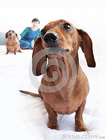 Dachshund home closeup portrait indoor cute love people Stock Photo