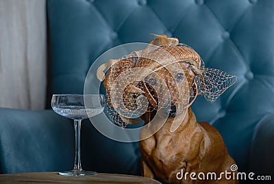 Dachshund hunting dog sits in a fashionable hat with a veil in a cozy lilac armchair in the living room. Stock Photo