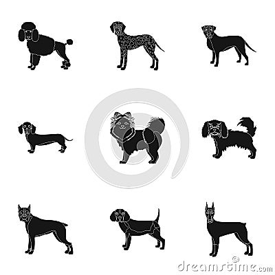 Dachshund, laika, poodle and other web icon in black style.Boxer, rottweiler, bulldog, icons in set collection. Vector Illustration