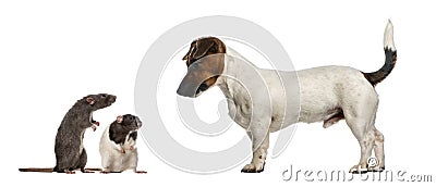 Dachshund looking at mouses, isolated Stock Photo