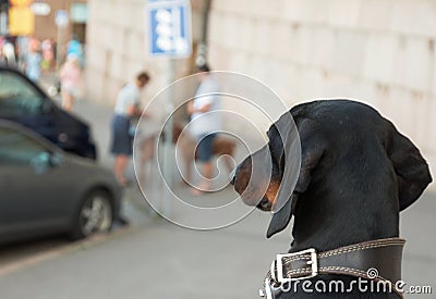 Dachshund looking at other dogs Stock Photo