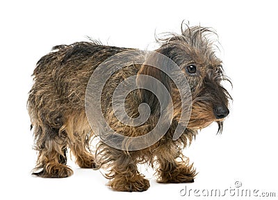 Dachshund looking right Stock Photo