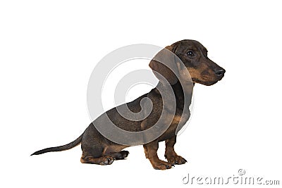 Dachshund looking to the side sitting on a white background seen from the side Stock Photo