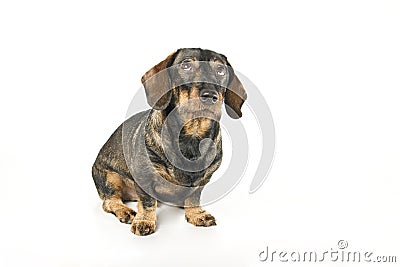 Dachshund looking up Stock Photo