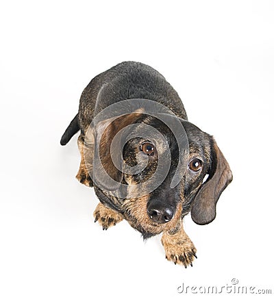 Dachshund looking up Stock Photo