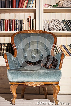 The Dachshund is lying on a chair.Portrait of a dog in the Studio on a leather sofa. Stock Photo