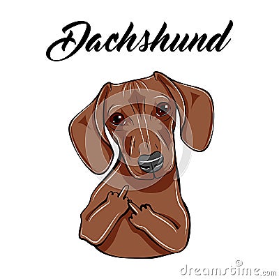 Dachshund middle finger gesture. Dog with gestures. Vector illustration. Vector Illustration