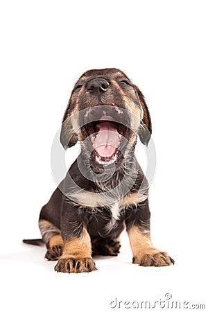 Dachshund with open jaws Stock Photo