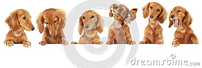 Dachshund puppy Stock Photo