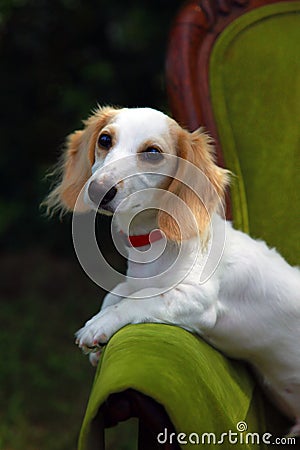 Dachshund puppy Stock Photo