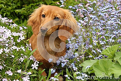 Dachshund puppy Stock Photo