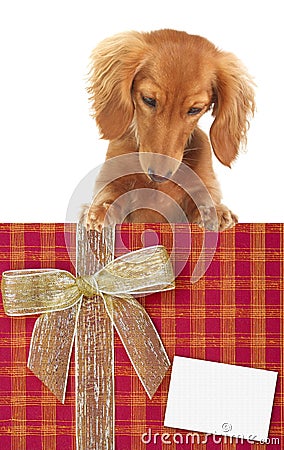 Dachshund puppy Stock Photo