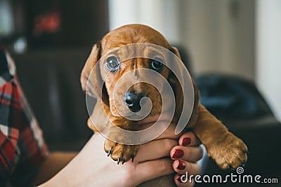 Dachshund puppy in hands of its owner Stock Photo