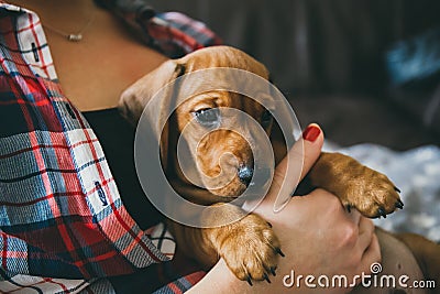 Dachshund puppy in hands of its owner Stock Photo