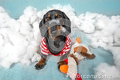 Puppy has torn up toy , sitting in a pile of sintepon, looks innocent look Stock Photo