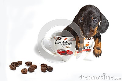 The Dachshund puppy in a large Cup of coffee looks at the coffee beans isolated on a white background Stock Photo