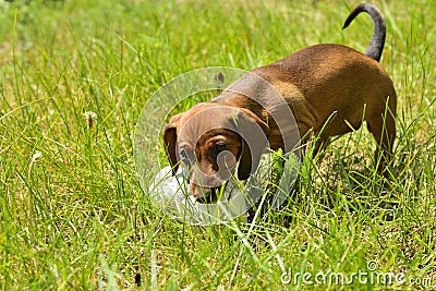 Dachshund puppy plays with shoe outside Stock Photo