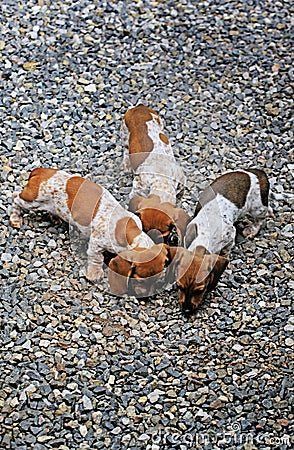 Dachshund puppy portrait stone background Stock Photo