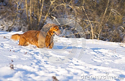 Dachshund running on meadow Stock Photo