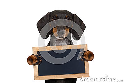 Dachshund sausage dog banner Stock Photo