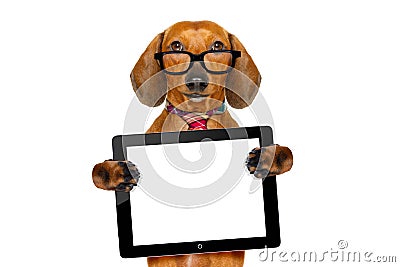 Dachshund sausage dog on business trip Stock Photo