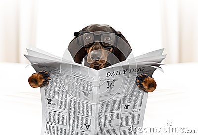 Dog reading newspaper Stock Photo