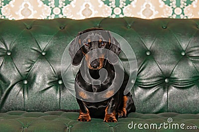 Dog breed Dachshund sitting on the sofa Stock Photo