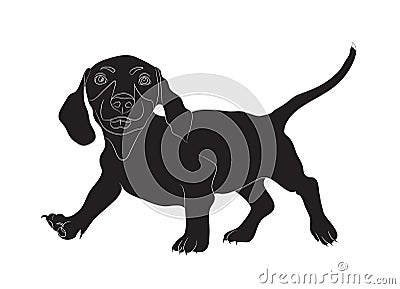 Dachshund stands, dog, silhouette, vector Vector Illustration