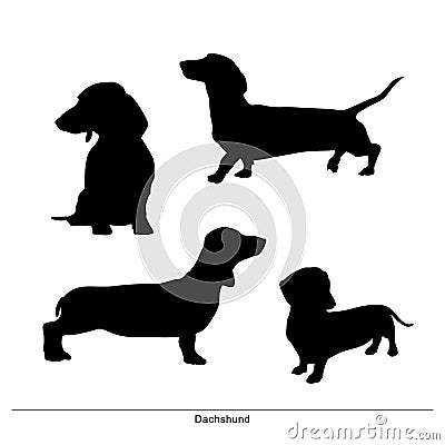 Dachshund. Taxa. Long dog. Dachshund. Taxa. Long dog. Dogs are posture. Vector Illustration
