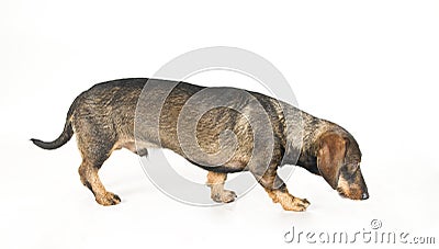 Dachshund walking Stock Photo