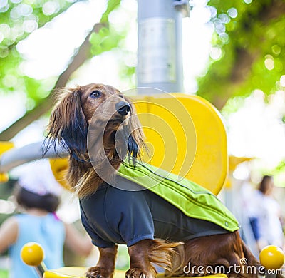 Dachshund after workout Stock Photo