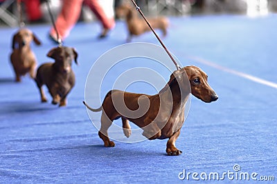 Dachshunds on the dog show Stock Photo