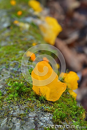 Dacrymyces palmatus fungus Stock Photo