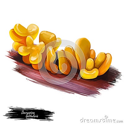 Dacryopinax spathularia Guepinia spathularia edible jelly fungus, orange in color. Edible fungus isolated on white. Digital art Cartoon Illustration