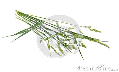 Dactylis glomerata, also known as cock`s-foot, orchard grass or cat grass. Isolated Stock Photo