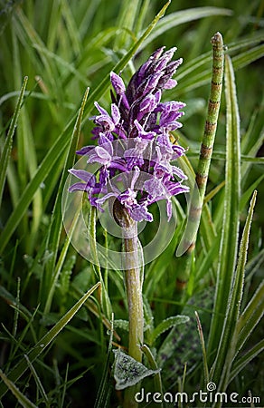 Dactylorhiza majalis, flower of wild orchid. Stock Photo