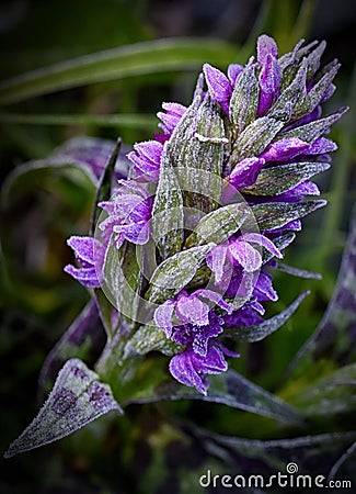 Dactylorhiza majalis, flower of wild orchid. Stock Photo