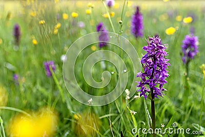 Dactylorhiza majalis on spring meadow. Stock Photo