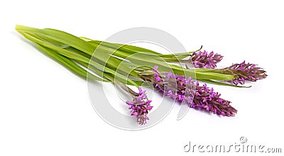 Dactylorhiza majalis, western marsh orchid, broad-leaved marsh o Stock Photo